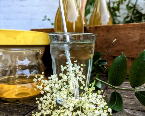 Elderflower flower sits on a table with a glass full of the best homemade elderflower cordial behind it. Three bottles of elderflower cordial sit behind that.