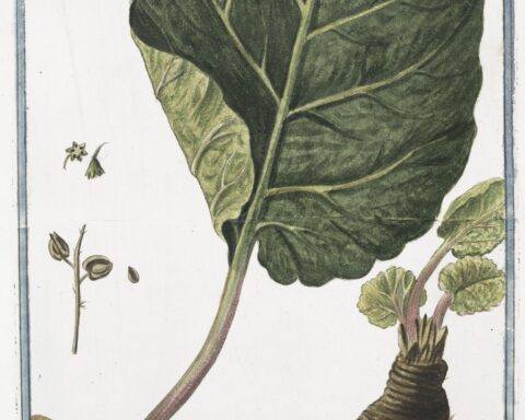 Rhabarbarum forte Dioscoridis, et Antiquorum = Rabarbero = Rubarbe = Rhubarb. Public domain scan from 1772.