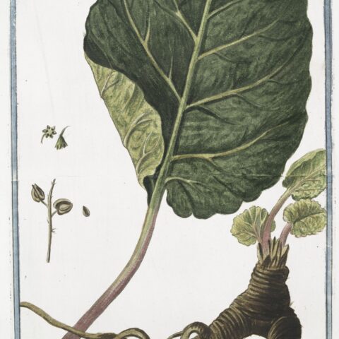 Rhabarbarum forte Dioscoridis, et Antiquorum = Rabarbero = Rubarbe = Rhubarb. Public domain scan from 1772.