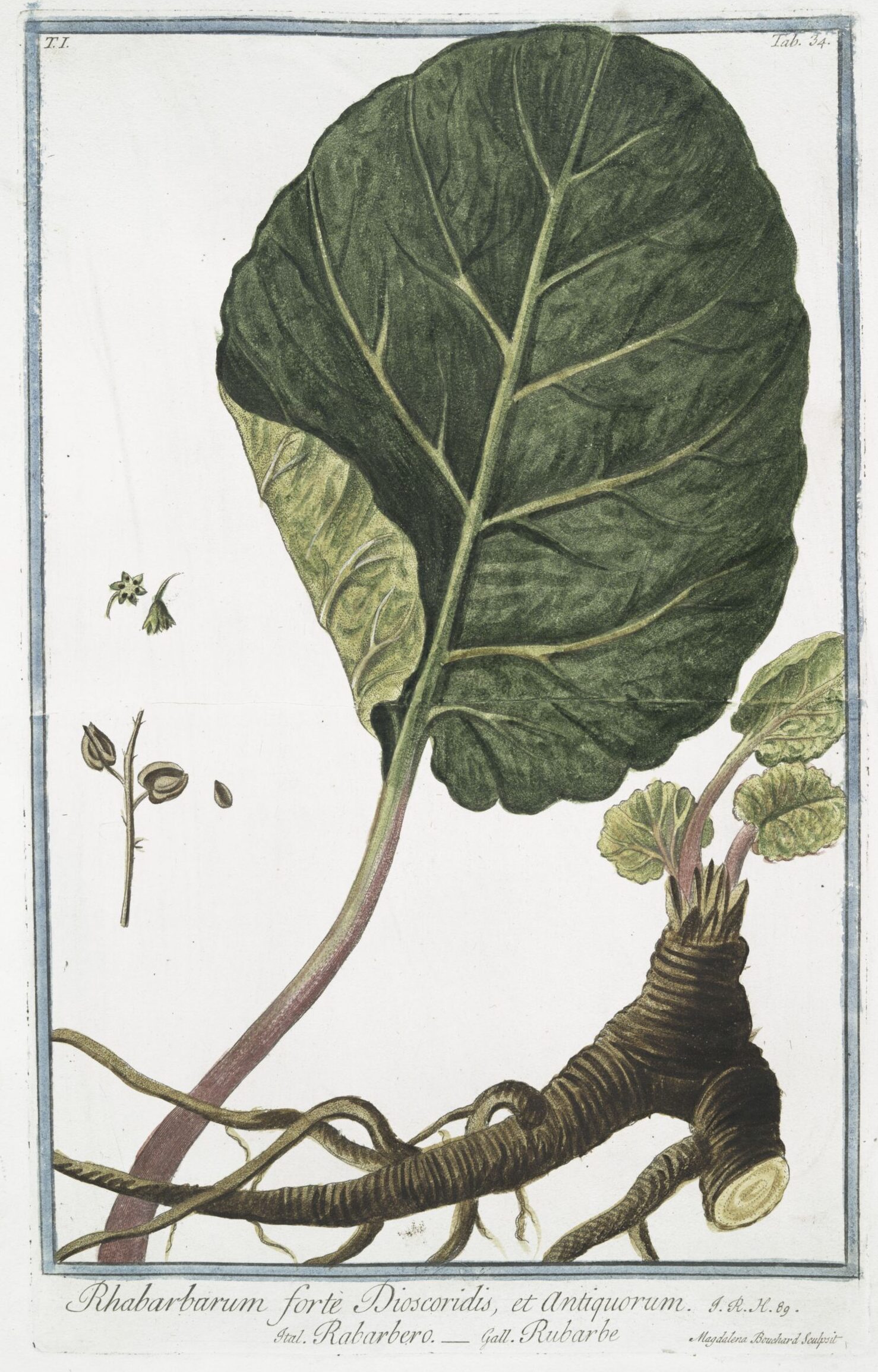 Rhabarbarum forte Dioscoridis, et Antiquorum = Rabarbero = Rubarbe = Rhubarb. Public domain scan from 1772.