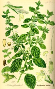 Botanical illustration of lemon balm c1885