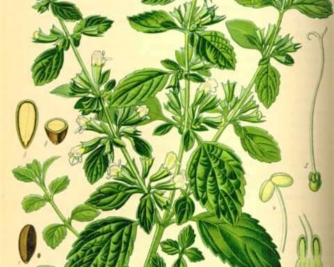 Botanical illustration of lemon balm c1885