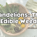 Dandelions