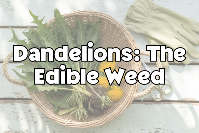 Dandelions