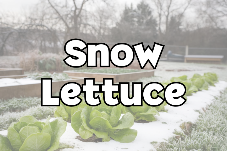 Snow Lettuce