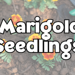 Marigold Seedlings