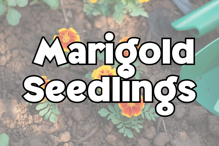 Marigold Seedlings