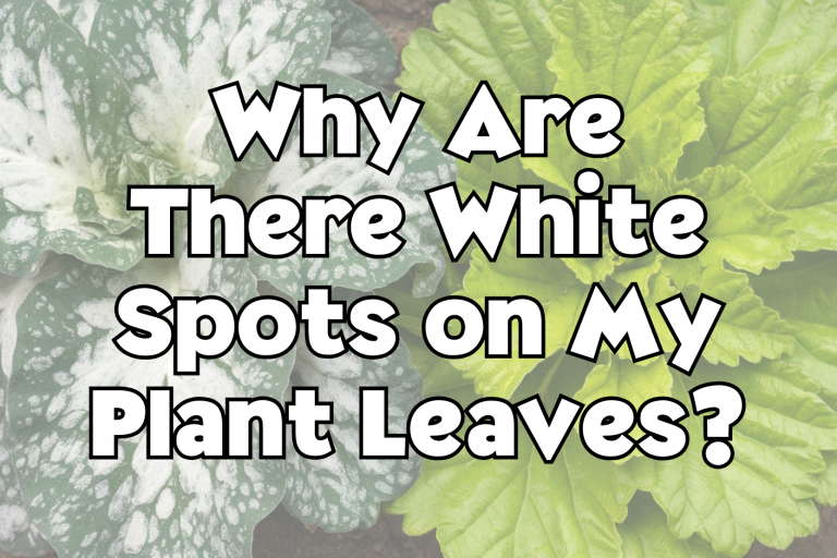 White Spots