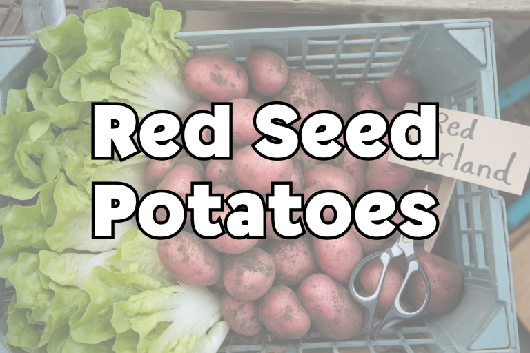 Red Seed Potatoes