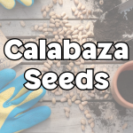 Calabaza Seeds