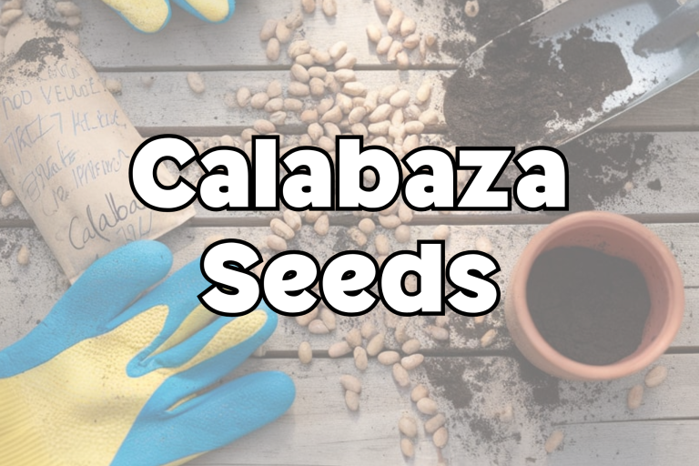 Calabaza Seeds