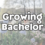 Growing Bachelor