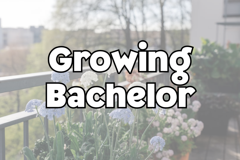 Growing Bachelor