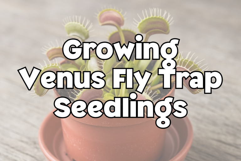 Venus Fly Trap Seedlings