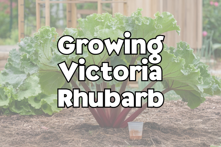 Victoria Rhubarb