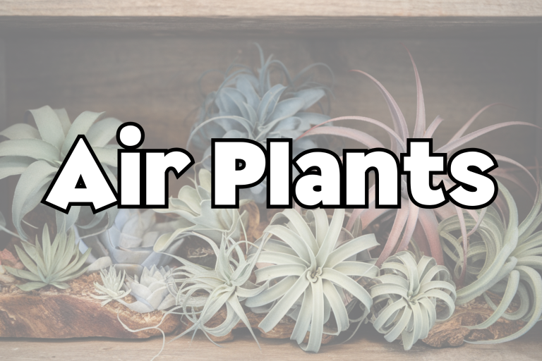 Air Plant