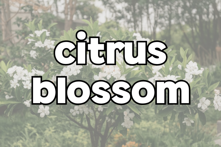 citrus blossom