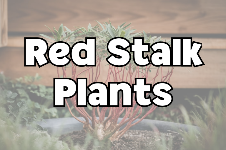 Red Stalk Plants