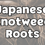 Japanese Knotweed Roots
