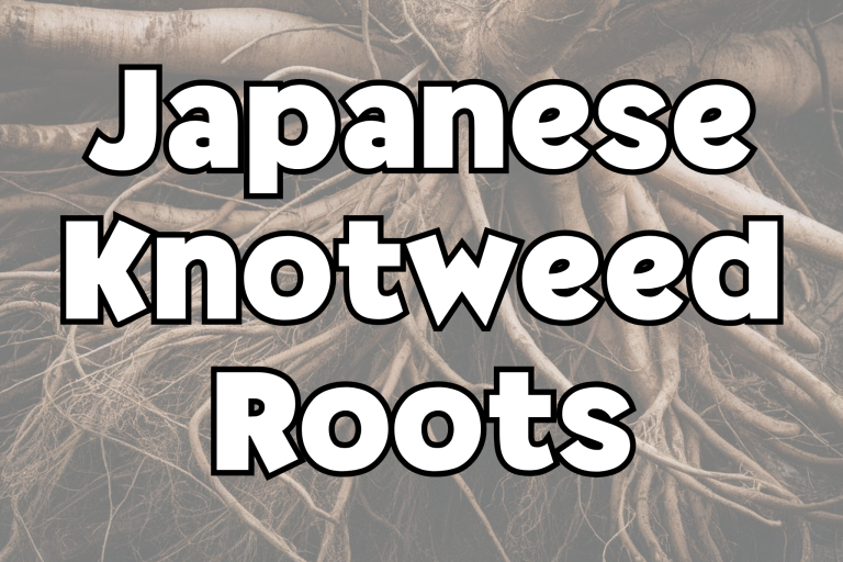 Japanese Knotweed Roots