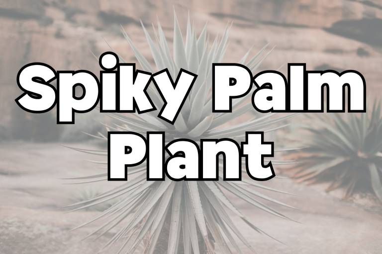 Spiky Palm Plant