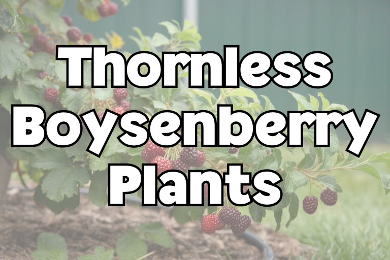 Thornless Boysenberry Plants