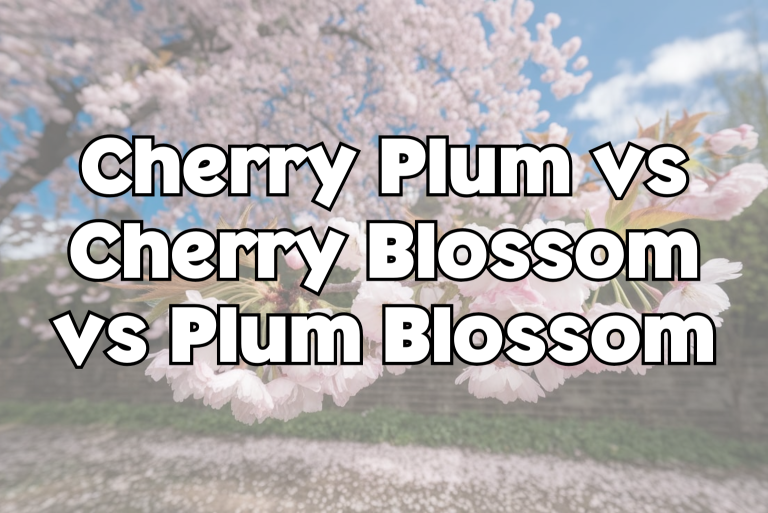 Plum Blossom