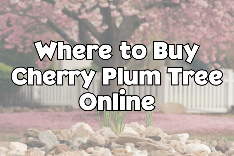 Cherry Plum Tree